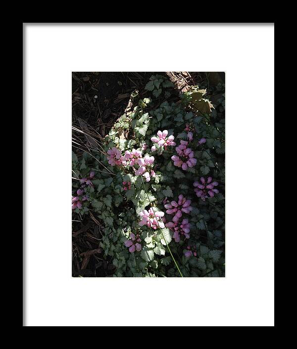 Dead Nettle Framed Print featuring the photograph Dead Nettle by Joseph Yarbrough