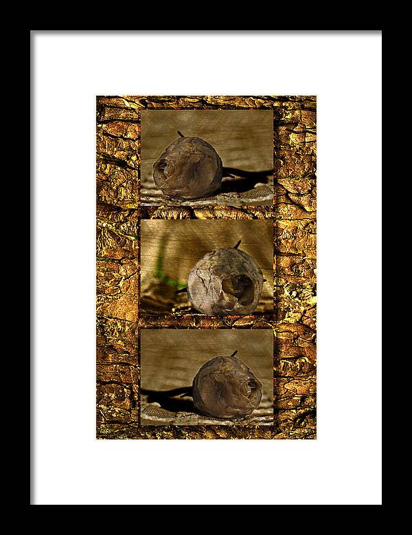 Rosebud Framed Print featuring the photograph Dead Rosebud Triptych by Steve Purnell