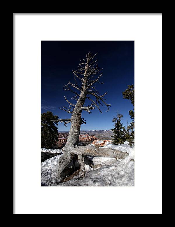 Bryce Canyon Framed Print featuring the photograph Dead Tree over Bryce Canyon by Karen Lee Ensley