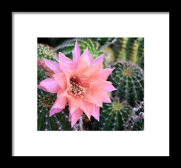 Cactus Framed Print featuring the photograph Decked out in Pink by Diane Wood