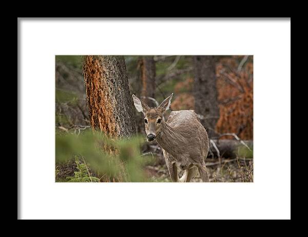 Canadian Rockies Framed Print featuring the photograph Deer 1660 by Larry Roberson