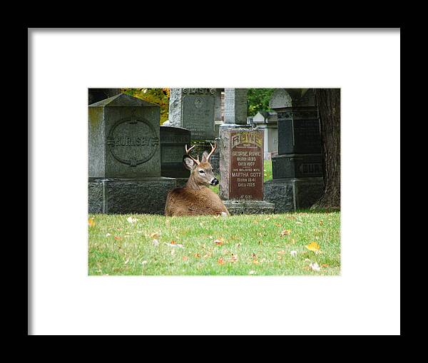 Deer Framed Print featuring the mixed media Deer in cemetery by Bruce Ritchie