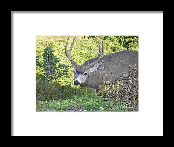 Deer Framed Print featuring the photograph Deer without Headlights by Silvie Kendall