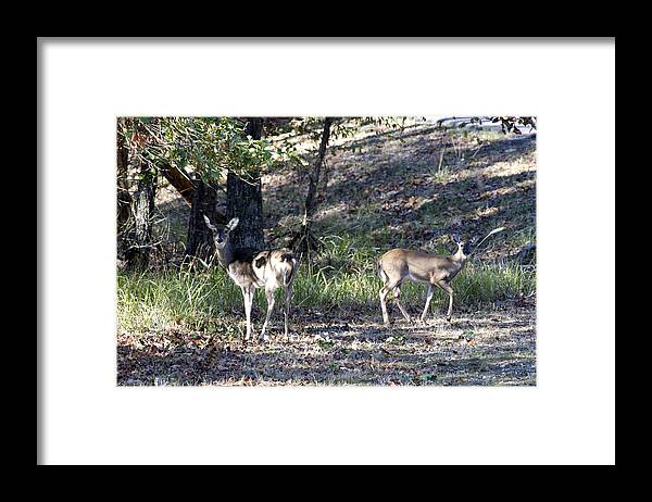 Deers Framed Print featuring the photograph Deers in the Forest by Douglas Barnard