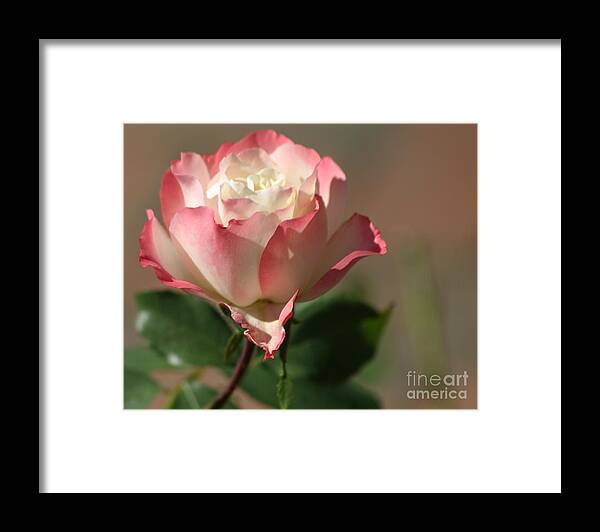 Rose Framed Print featuring the photograph Delany Sister Rose by Living Color Photography Lorraine Lynch