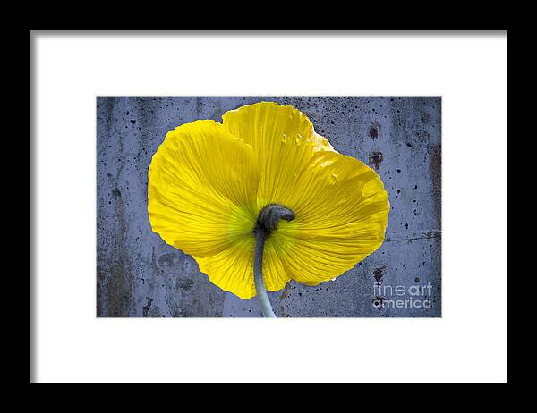 Poppy Framed Print featuring the photograph Delicate and Strong by Heiko Koehrer-Wagner