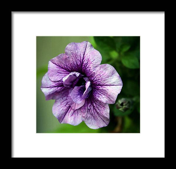 Petunia Framed Print featuring the painting Delicate Lavender by Karen Harrison Brown