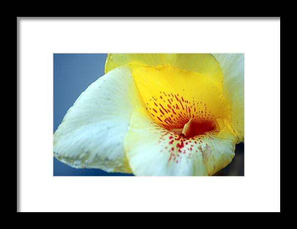 Yellow Canna Lily Framed Print featuring the photograph Delicate by Leigh Meredith