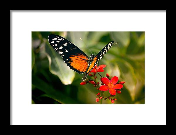 Butterfly Framed Print featuring the photograph Delicate Monarch by Julie Palencia