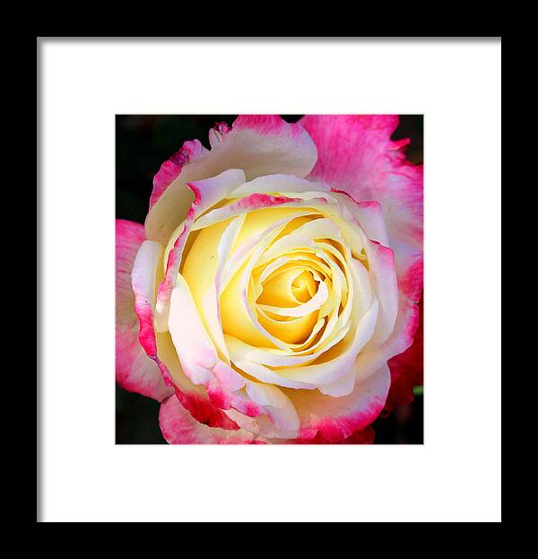 Rose Framed Print featuring the photograph Delight 4 by M Diane Bonaparte
