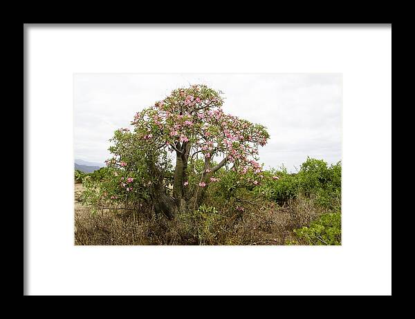Abyssinia Framed Print featuring the photograph Desert Ros by Photostock-israel
