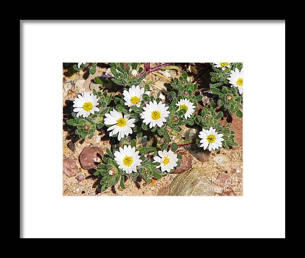 Mojave Desert Wildflower Framed Print featuring the photograph Desert Star by Michele Penner