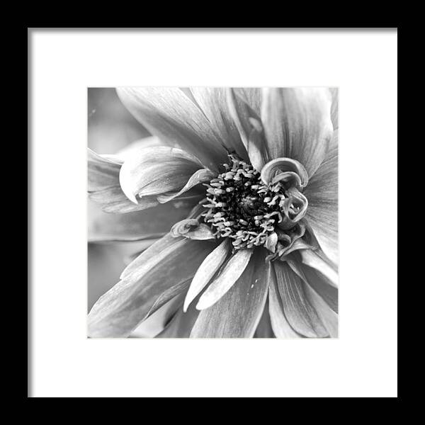 Flower Framed Print featuring the photograph Detail of a Flower by Margaret Pitcher