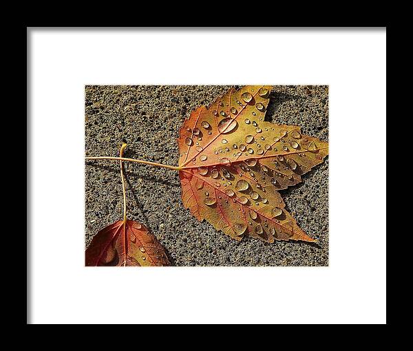 Cold Framed Print featuring the photograph Dew on the Maple Leaf by Christina A Pacillo
