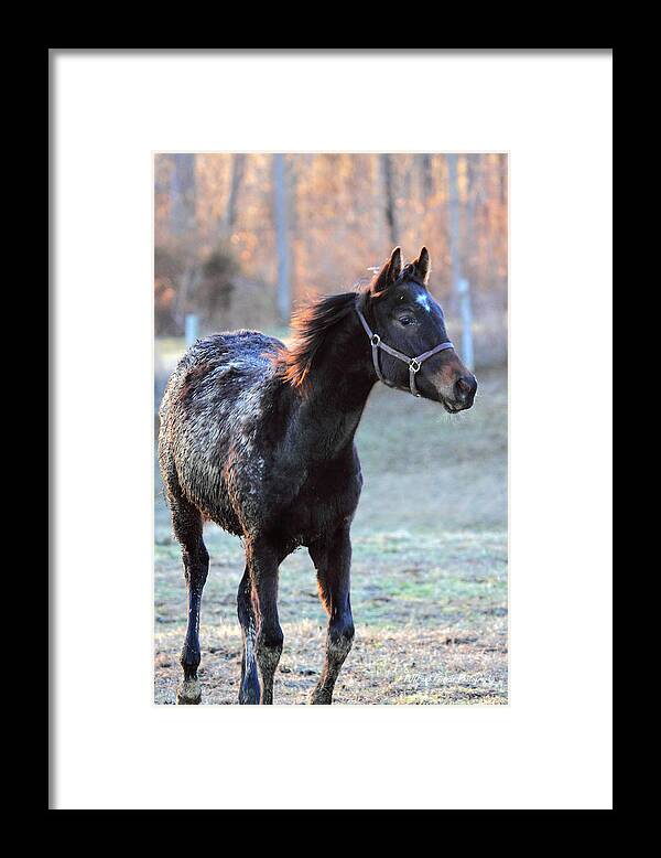  Framed Print featuring the photograph 'Diamond in the Rough' by PJQandFriends Photography