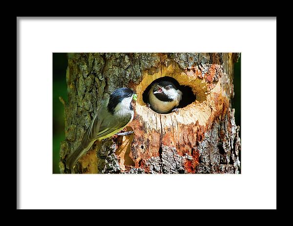 Chickadees Framed Print featuring the photograph Dinner Delievery by Steven Llorca