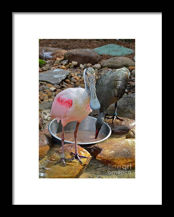 Roseate Spoonbill Framed Print featuring the photograph Dinner Guest by Carol Bradley