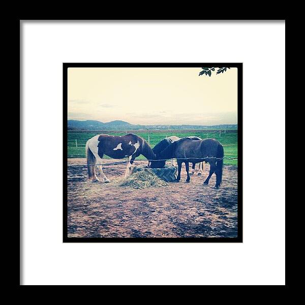 Horse Framed Print featuring the photograph Dinner Time by Malte Bauer