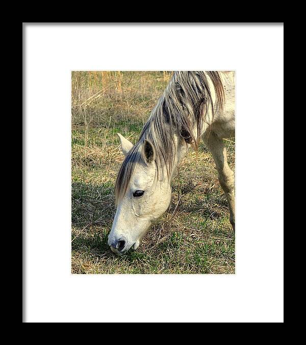 Horses Framed Print featuring the photograph Dinner Time by Marty Koch