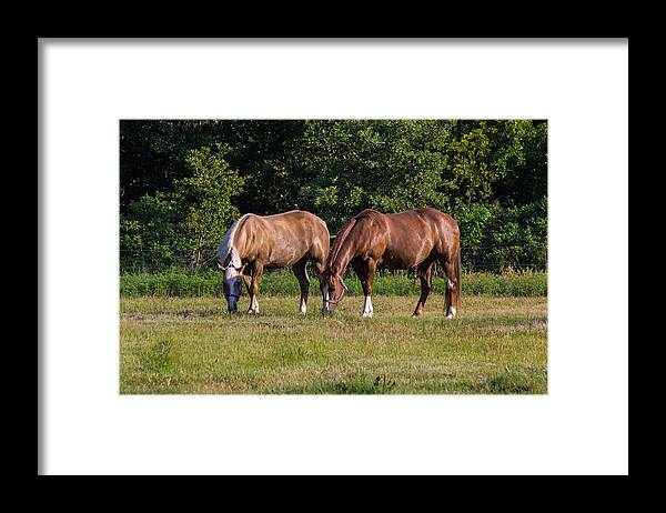 Afternoon Framed Print featuring the photograph Dinning Together by Doug Long