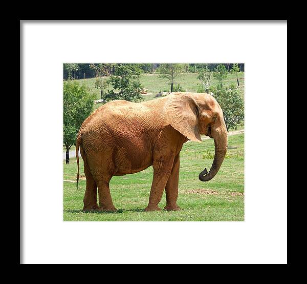 Elephant Framed Print featuring the photograph Dirty Elephant by Chad and Stacey Hall