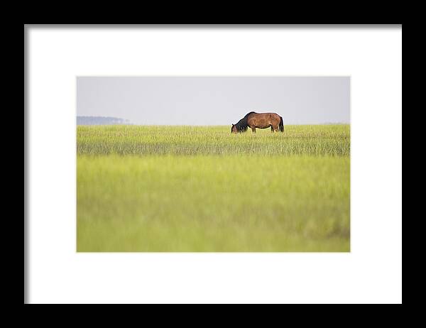 Wild Framed Print featuring the photograph Distant Wild Horse by Bob Decker