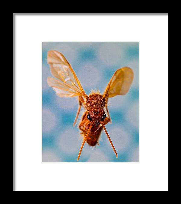 Fly Framed Print featuring the photograph Dive Bomer by Harold Hofelich