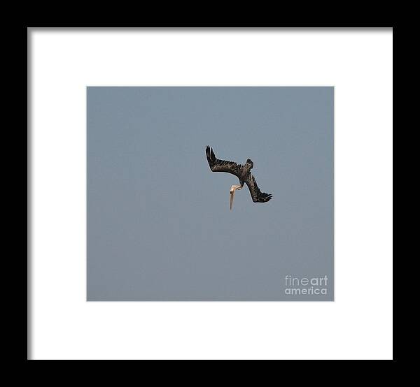 Pelican Framed Print featuring the photograph Diving Pelican by Johanne Peale