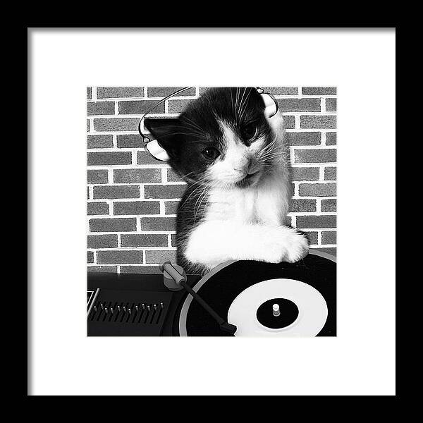 Cats Framed Print featuring the photograph Dj Leo Is In The House by Rachel Williams