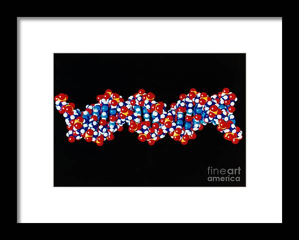 Dna Framed Print featuring the photograph Dna, B Form, 20 Base Pairs by Science Source