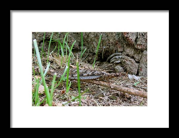 Insect Framed Print featuring the photograph Dobsonfly by Azthet Photography