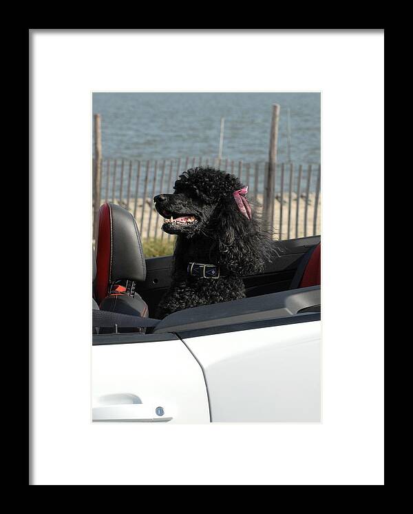Poodle Framed Print featuring the photograph Dog 109 by Joyce StJames