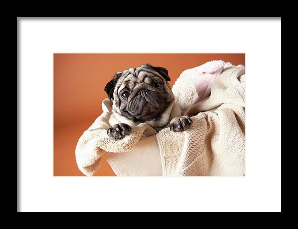 Horizontal Framed Print featuring the photograph Dog In Laundry Basket by Chris Amaral