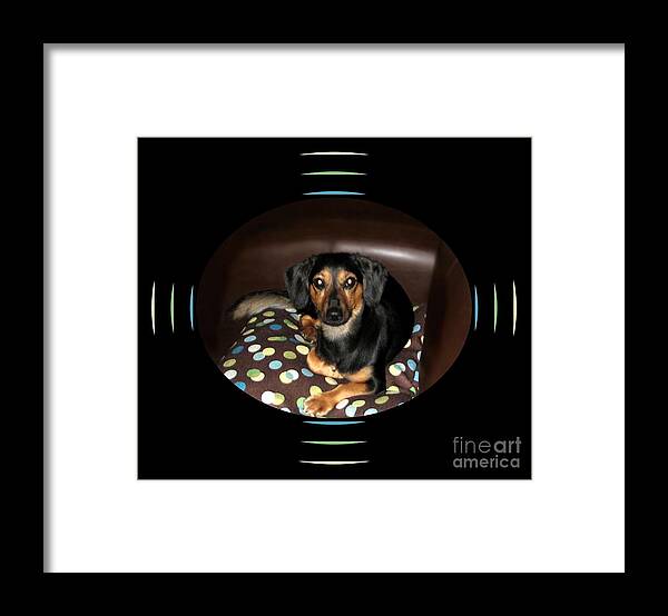 Dog Framed Print featuring the photograph Dog on Sofa with Polka Dots by Renee Trenholm