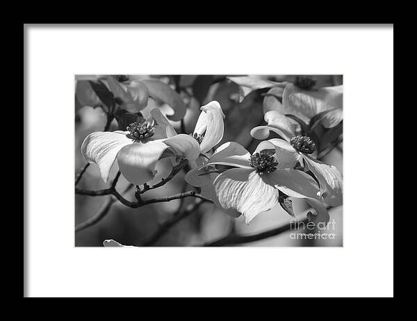 Dogwood Framed Print featuring the photograph Dogwood Flowers by Tannis Baldwin
