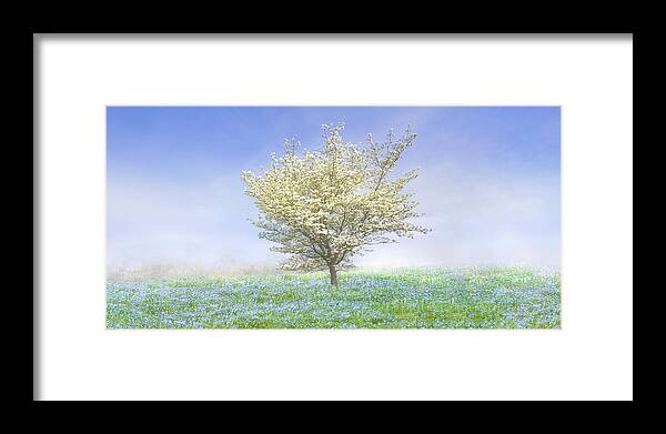 Blue Framed Print featuring the photograph Dogwood in the Mist by Debra and Dave Vanderlaan