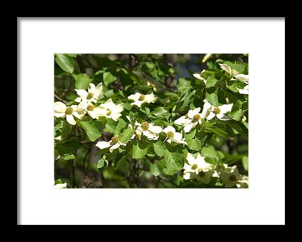 Yosemite Framed Print featuring the photograph Dogwoods in Yosemite by Lynn Bauer