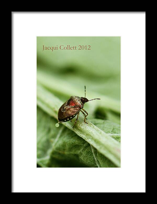 Wound Framed Print featuring the photograph Doing what comes naturally by Jacqui Collett