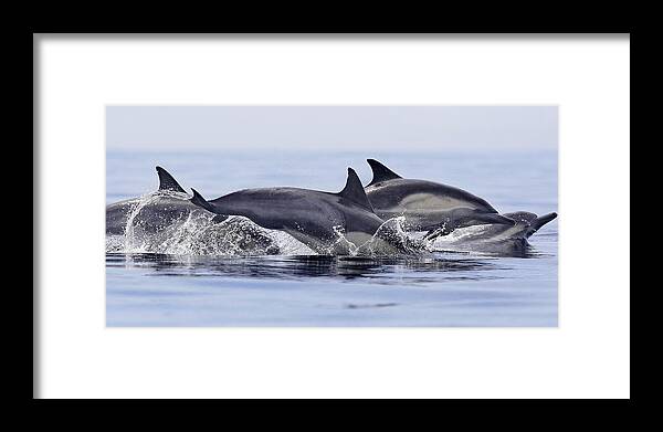 Dolphins At Play_ Common Dolphins Framed Print featuring the photograph Dolphins At Play by Steve Munch