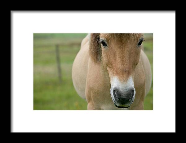 Mp Framed Print featuring the photograph Domestic Horse Equus Caballus Portrait by Cyril Ruoso