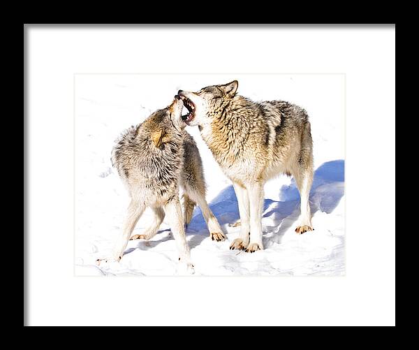Timber Wolf Framed Print featuring the photograph Dominance by Cheryl Baxter