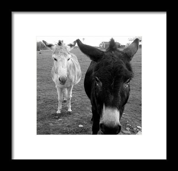 Donkeys Framed Print featuring the photograph Donks by Kim Galluzzo Wozniak