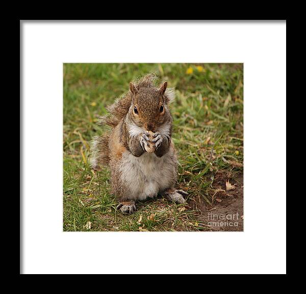 Squirrel Framed Print featuring the photograph Dont Even Think About It Its Mine by Grace Grogan