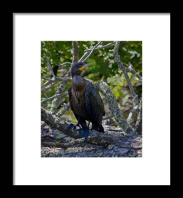 Nature Framed Print featuring the photograph Double-Crested Cormorant by Michael Friedman