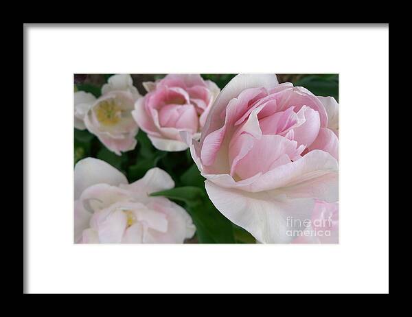 Double Framed Print featuring the photograph Double Pink by Laurel Best