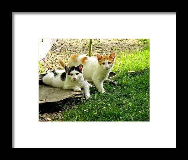 Kittens Framed Print featuring the photograph Double Trouble by Azthet Photography