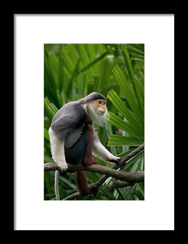 Mp Framed Print featuring the photograph Douc Langur Pygathrix Nemaeus Male by Cyril Ruoso