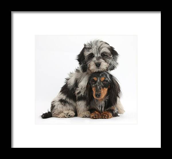 Animal Framed Print featuring the photograph Doxie-doodle and Dachshund Puppies by Mark Taylor