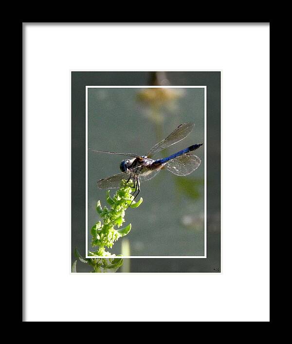 Blue Framed Print featuring the photograph Dragon fly by Kim Galluzzo