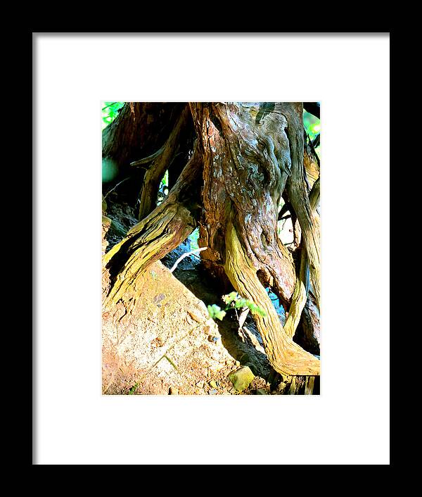 Root Framed Print featuring the photograph Dragon Root by Azthet Photography